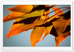 Fall Color Ultra HD Wallpaper for 4K UHD Widescreen desktop, tablet & smartphone