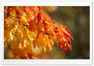 Fall Colors Ultra HD Wallpaper for 4K UHD Widescreen desktop, tablet & smartphone