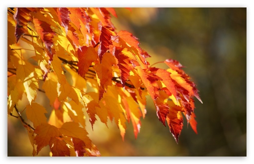 Fall Colors UltraHD Wallpaper for HD 16:9 ; Widescreen 16:10 5:3 ; Fullscreen 4:3 5:4 3:2 ; Tablet 1:1 ; Mobile 3:5 3:4 ;