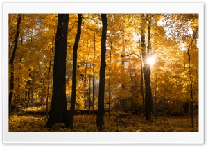Fall Colors Sunrise, Forest Ultra HD Wallpaper for 4K UHD Widescreen desktop, tablet & smartphone