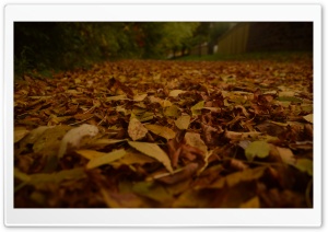 Fall Colours Ultra HD Wallpaper for 4K UHD Widescreen desktop, tablet & smartphone