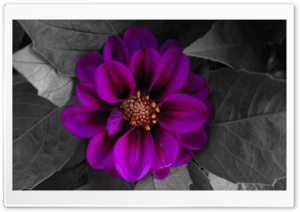 Fall Flower Ultra HD Wallpaper for 4K UHD Widescreen desktop, tablet & smartphone