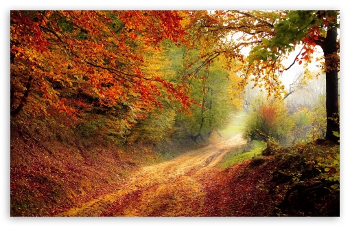 Nature Fall 4k Ultra HD Wallpaper