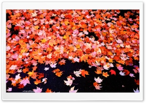 Fall Foliage Ultra HD Wallpaper for 4K UHD Widescreen desktop, tablet & smartphone