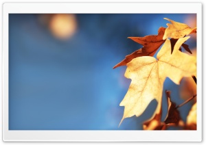 Fall Foliage Against The Blue Sky Ultra HD Wallpaper for 4K UHD Widescreen desktop, tablet & smartphone