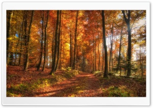 Fall Forest Path Ultra HD Wallpaper for 4K UHD Widescreen desktop, tablet & smartphone