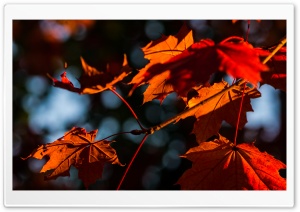 Fall Impression Ultra HD Wallpaper for 4K UHD Widescreen desktop, tablet & smartphone