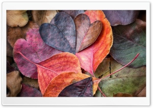 Fall In Love Ultra HD Wallpaper for 4K UHD Widescreen desktop, tablet & smartphone