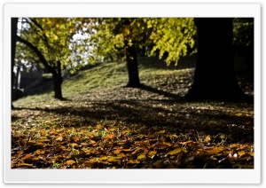 Fall Is All Around Ultra HD Wallpaper for 4K UHD Widescreen desktop, tablet & smartphone