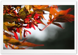 Fall Is Coming Ultra HD Wallpaper for 4K UHD Widescreen desktop, tablet & smartphone