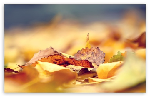 Fall Leaves UltraHD Wallpaper for HD 16:9 ; Widescreen 16:10 5:3 ; Fullscreen 4:3 5:4 3:2 ; Tablet 1:1 ; Mobile 3:4 ;