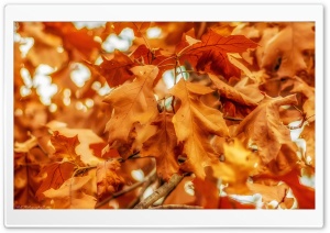 Fall Leaves Ultra HD Wallpaper for 4K UHD Widescreen desktop, tablet & smartphone