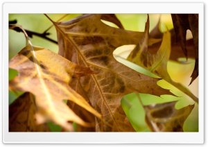 Fall Leaves Macro Ultra HD Wallpaper for 4K UHD Widescreen desktop, tablet & smartphone
