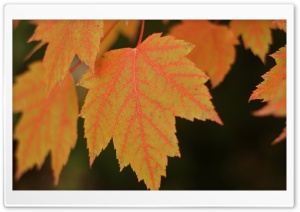 Fall Maple Ultra HD Wallpaper for 4K UHD Widescreen desktop, tablet & smartphone