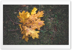 Fall Oak Leaves Ultra HD Wallpaper for 4K UHD Widescreen desktop, tablet & smartphone