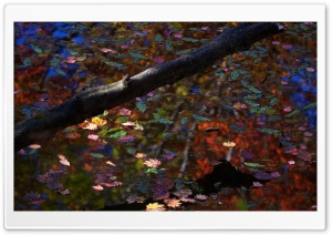 Fall On The Lake Ultra HD Wallpaper for 4K UHD Widescreen desktop, tablet & smartphone