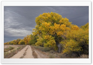 Fall, Overcast, Yellow Trees, Road, Nature Ultra HD Wallpaper for 4K UHD Widescreen desktop, tablet & smartphone