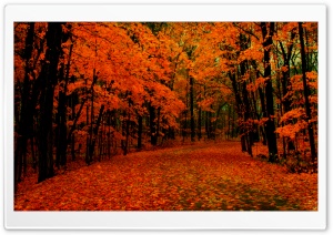Fall Path Ultra HD Wallpaper for 4K UHD Widescreen desktop, tablet & smartphone