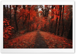 Fall, Red Trees, Woods, Foliage Ultra HD Wallpaper for 4K UHD Widescreen desktop, tablet & smartphone