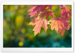 Fall, Sun, Leaves And Bokeh Ultra HD Wallpaper for 4K UHD Widescreen desktop, tablet & smartphone