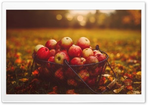 Fall Thanksgiving, Fresh Apples Ultra HD Wallpaper for 4K UHD Widescreen Desktop, Lockscreen, Screensaver, TV, Tablet, Smartphone