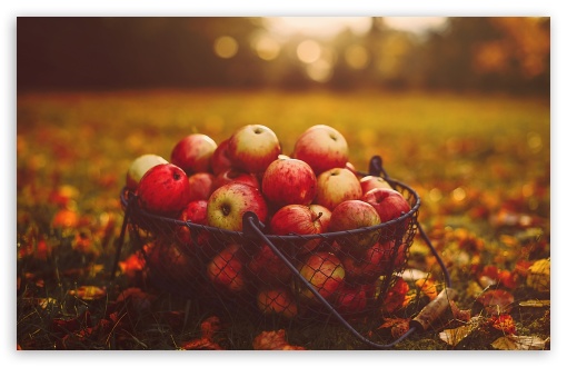 Fall Thanksgiving, Fresh Apples UltraHD Wallpaper for UHD 16:9 2160p 1440p 1080p 900p 720p ; 8K UHD TV 16:9 Ultra High Definition 2160p 1440p 1080p 900p 720p ; UltraWide 21:9 24:10 32:9 32:10 ; Widescreen 16:10 5:3 WHXGA WQXGA WUXGA WXGA WGA ; Fullscreen 4:3 5:4 3:2 UXGA XGA SVGA QSXGA SXGA DVGA HVGA HQVGA ( Apple PowerBook G4 iPhone 4 3G 3GS iPod Touch ) ; Tablet 1:1 ; Dual 16:10 5:3 16:9 4:3 5:4 3:2 WHXGA WQXGA WUXGA WXGA WGA 2160p 1440p 1080p 900p 720p UXGA XGA SVGA QSXGA SXGA DVGA HVGA HQVGA ( Apple PowerBook G4 iPhone 4 3G 3GS iPod Touch ) ;