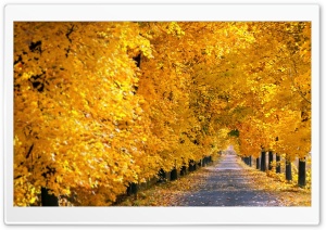 Fall Tree Pathway Ultra HD Wallpaper for 4K UHD Widescreen desktop, tablet & smartphone