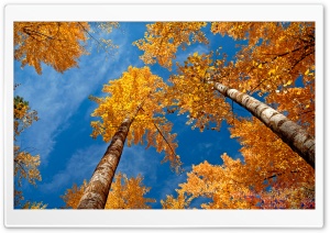 Fall Trees Ultra HD Wallpaper for 4K UHD Widescreen desktop, tablet & smartphone