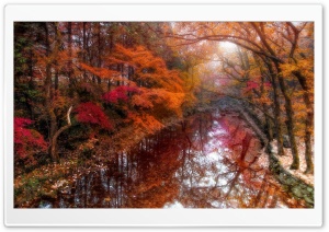Fall, Trees, Nature Ultra HD Wallpaper for 4K UHD Widescreen desktop, tablet & smartphone