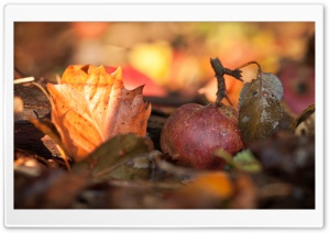 Fallen Apple Autumn Ultra HD Wallpaper for 4K UHD Widescreen desktop, tablet & smartphone