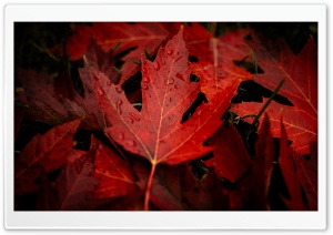 Fallen Autumn Leaves 4K UHD Wallpaper for Widescreen and UltraWide Desktop, UltraHD TV, Smartphone, Tablet