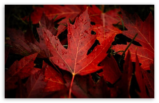 Fallen Autumn Leaves UltraHD Wallpaper for UHD 16:9 ; HD 16:9 ; UltraWide 21:9 24:10 ; Widescreen 16:10 5:3 ; Fullscreen 4:3 5:4 3:2 ; Tablet 1:1 ; Mobile 9:16 9:19.5 9:20 9:21 9:22 10:16 2:3 3:5 3:4 ; Dual 5:4 ;