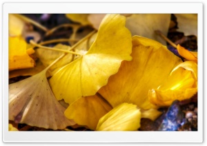 Fallen Ginkgo Leaves Ultra HD Wallpaper for 4K UHD Widescreen desktop, tablet & smartphone