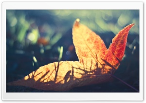 Fallen Leaf Bokeh Ultra HD Wallpaper for 4K UHD Widescreen desktop, tablet & smartphone