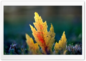 Fallen Leaf Macro Ultra HD Wallpaper for 4K UHD Widescreen desktop, tablet & smartphone