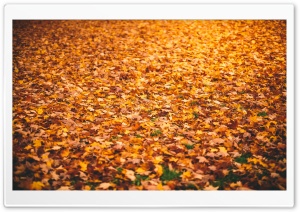 Fallen Leaves Ultra HD Wallpaper for 4K UHD Widescreen desktop, tablet & smartphone