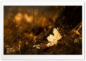Fallen Leaves, Autumn Ultra HD Wallpaper for 4K UHD Widescreen desktop, tablet & smartphone