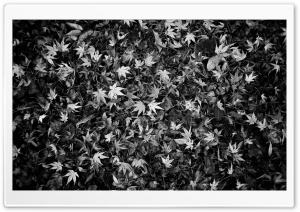 Fallen Leaves Black and White Ultra HD Wallpaper for 4K UHD Widescreen desktop, tablet & smartphone