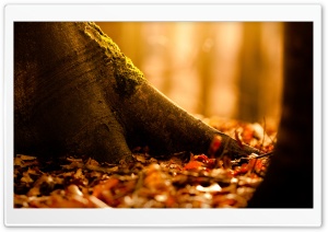 Fallen Leaves Covering The Ground Ultra HD Wallpaper for 4K UHD Widescreen desktop, tablet & smartphone