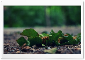 Fallen Leaves, Macro Ultra HD Wallpaper for 4K UHD Widescreen desktop, tablet & smartphone