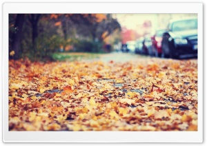 Fallen Leaves On The Sidewalk Ultra HD Wallpaper for 4K UHD Widescreen desktop, tablet & smartphone