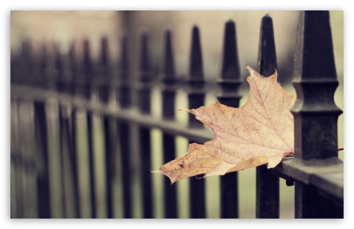 Fallen Maple Leaf UltraHD Wallpaper for 8K UHD TV 16:9 Ultra High Definition 2160p 1440p 1080p 900p 720p ; Widescreen 16:10 5:3 WHXGA WQXGA WUXGA WXGA WGA ; Fullscreen 4:3 5:4 3:2 UXGA XGA SVGA QSXGA SXGA DVGA HVGA HQVGA ( Apple PowerBook G4 iPhone 4 3G 3GS iPod Touch ) ; Tablet 1:1 ; Mobile 3:4 - ; Dual 4:3 5:4 UXGA XGA SVGA QSXGA SXGA ;