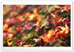 Fallen Maple Leaves Ultra HD Wallpaper for 4K UHD Widescreen desktop, tablet & smartphone