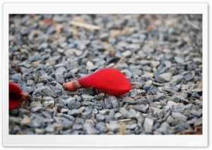 Fallen Red Flower Ultra HD Wallpaper for 4K UHD Widescreen Desktop, Lockscreen, Screensaver, TV, Tablet, Smartphone