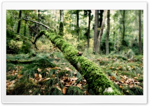 Fallen Tree In Forest Ultra HD Wallpaper for 4K UHD Widescreen desktop, tablet & smartphone