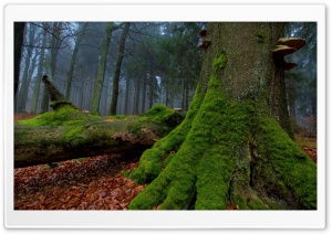 Fallen Tree In The Forest Ultra HD Wallpaper for 4K UHD Widescreen desktop, tablet & smartphone