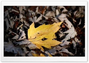 Fallen Yellow Leaf Ultra HD Wallpaper for 4K UHD Widescreen desktop, tablet & smartphone