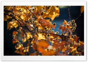 Falling Leaves Ultra HD Wallpaper for 4K UHD Widescreen desktop, tablet & smartphone