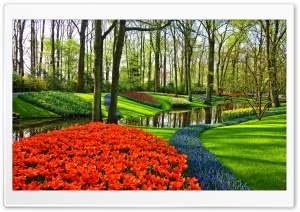 Famous Tulip Garden in Holland Ultra HD Wallpaper for 4K UHD Widescreen desktop, tablet & smartphone