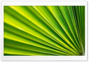 Fan Leaf Ultra HD Wallpaper for 4K UHD Widescreen desktop, tablet & smartphone